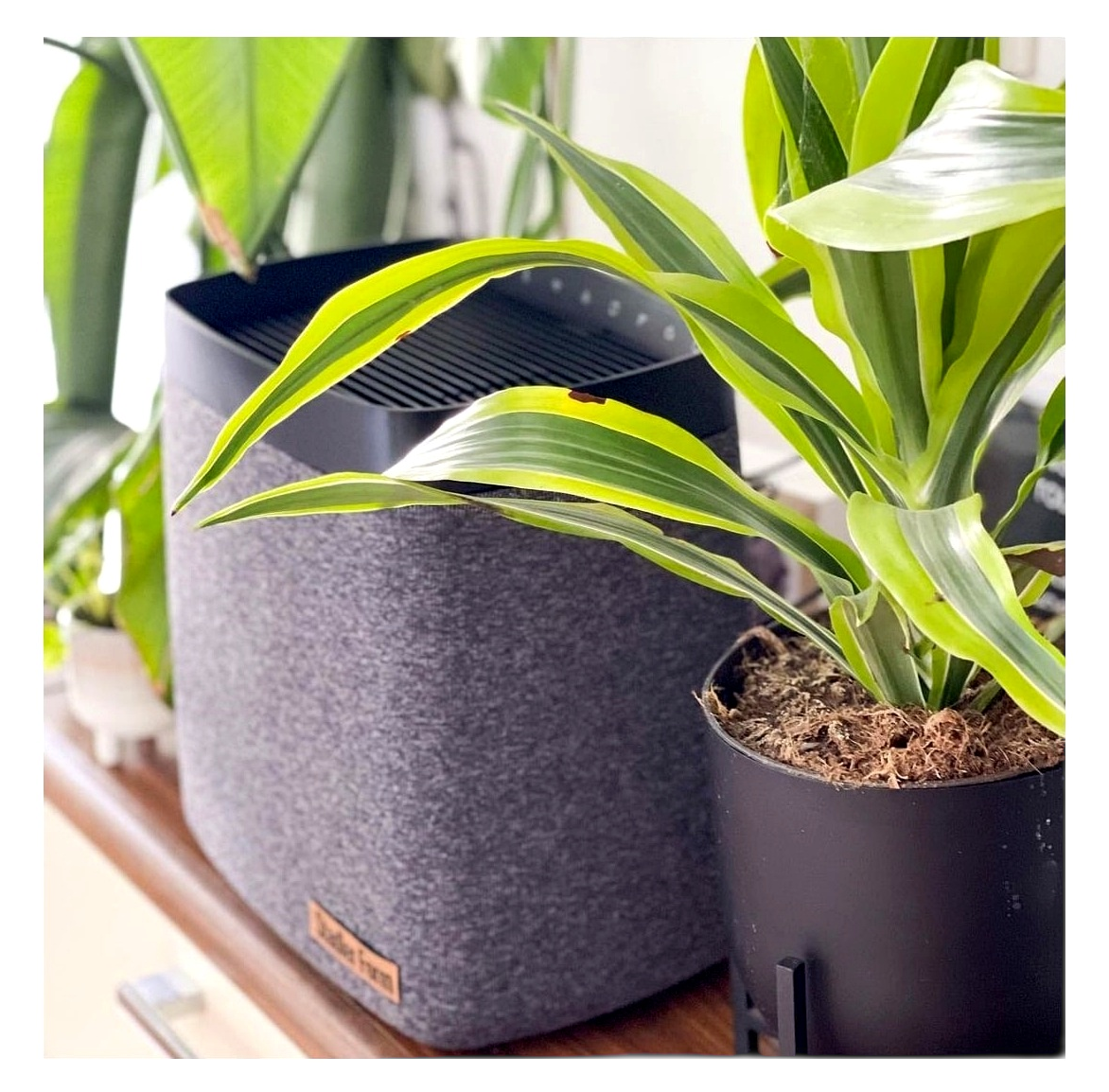 01-11_Stadler Form Karl_ _.png